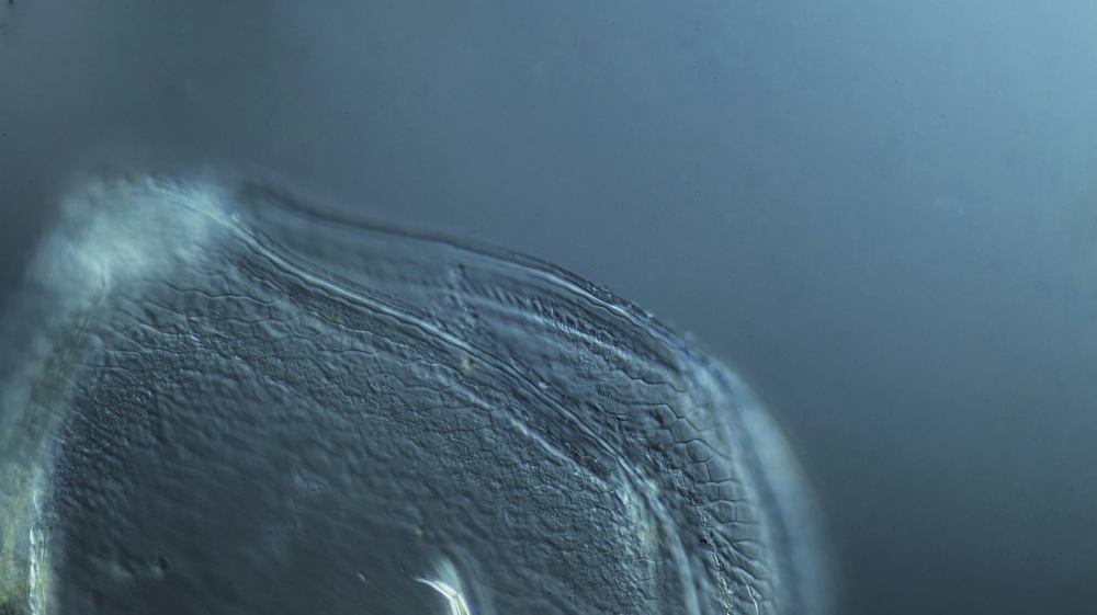 13723839_1797606480471540_6662513875141122266_o