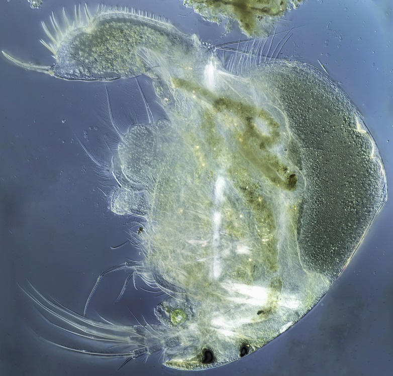 16-08-23_023025_mb_r12_s4mod_stitch_mod_rev2