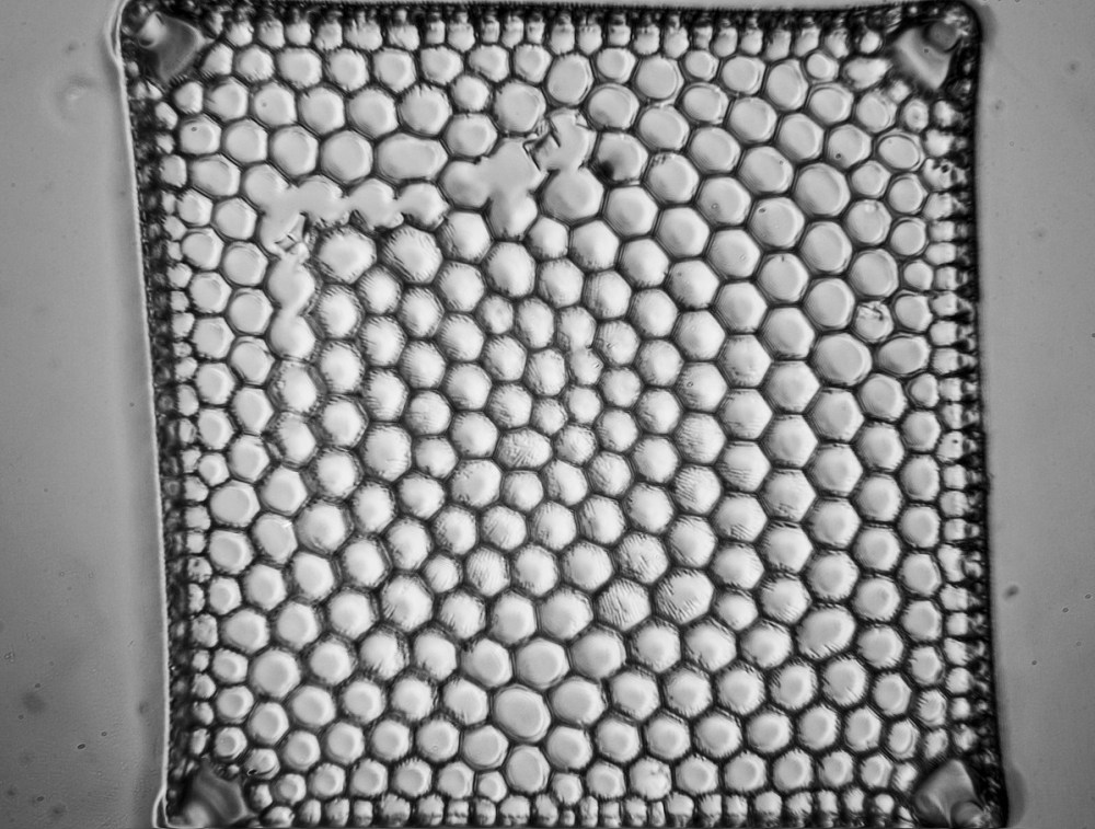 16-11-15_213155_mb_r8_s42rid