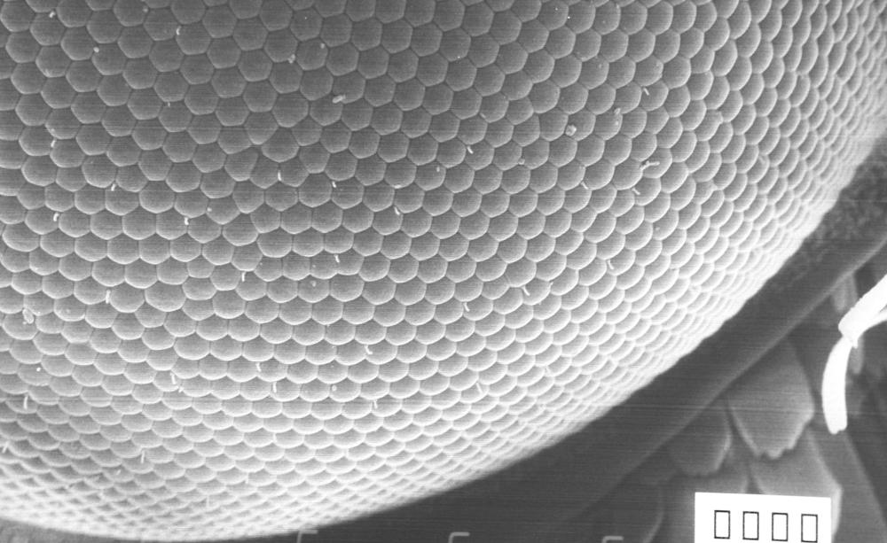 29136968_2081848408714011_4123803421801185280_o