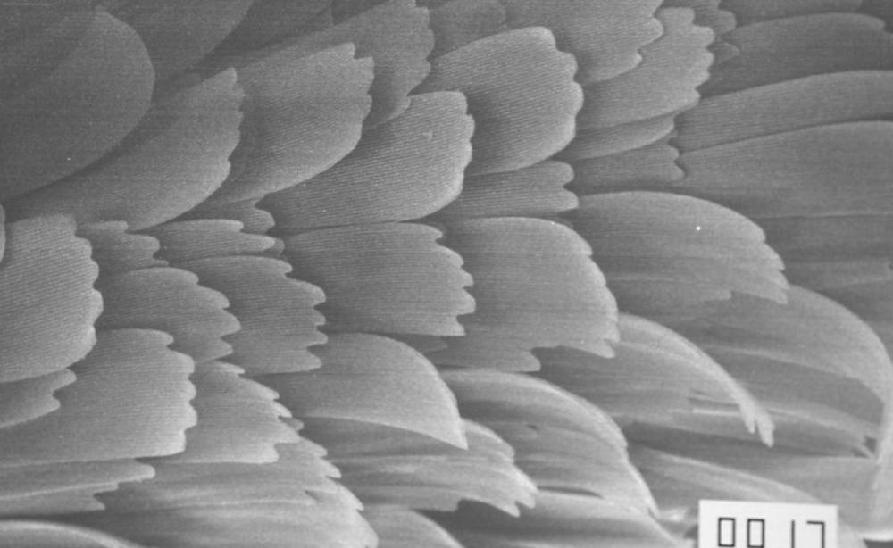 29187261_2081848678713984_773993011280347136_o