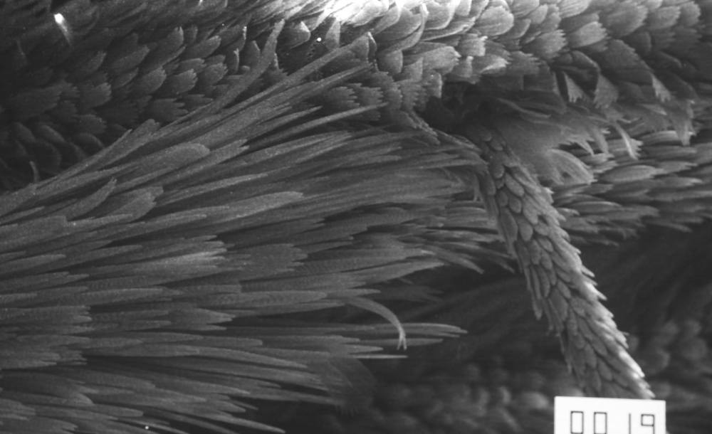 29197083_2081848772047308_2338618218182082560_o