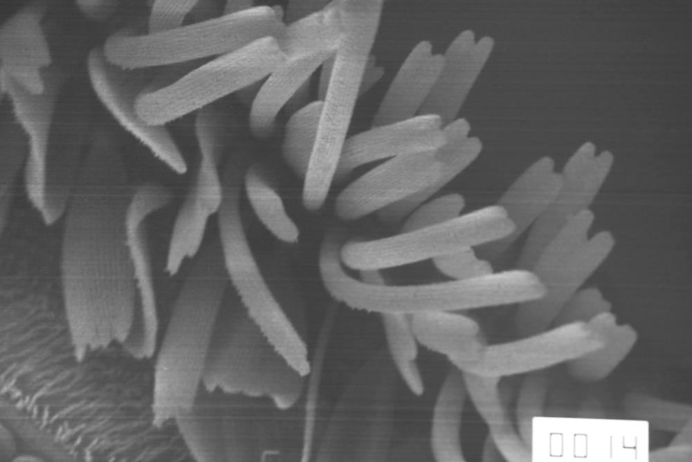 29216425_2081848398714012_4907610652396224512_o