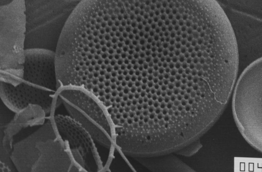 29352119_2089548914610627_799710566685923554_o