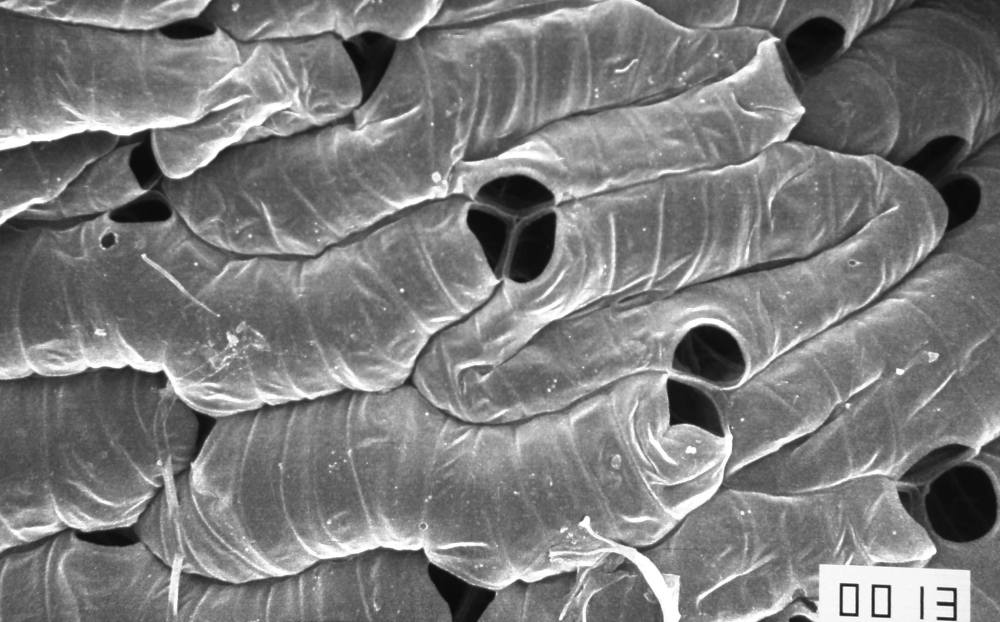 29354953_2089546957944156_4355881465221664383_o