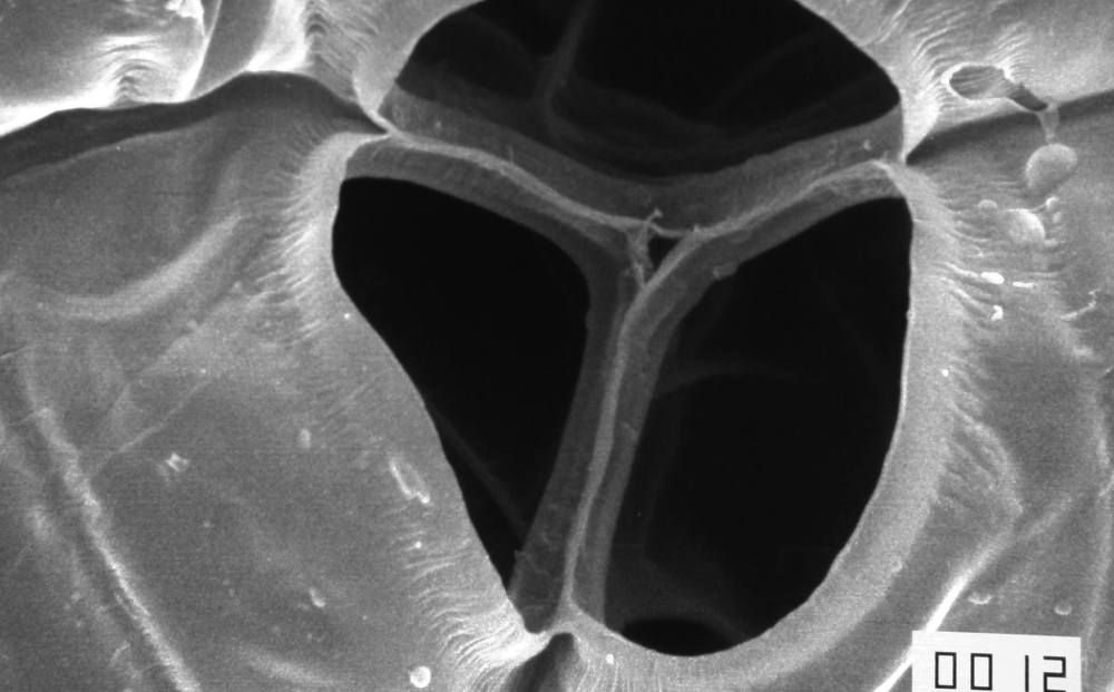 29665085_2089546601277525_5695565967622106041_o