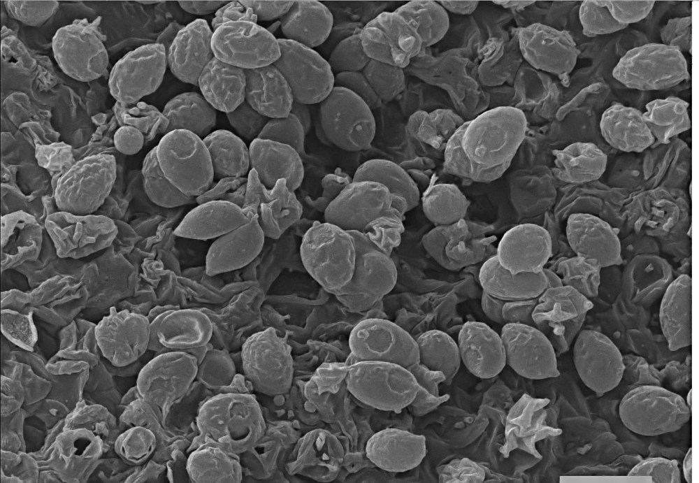 106991311_2729411177291061_314128836795946696_o