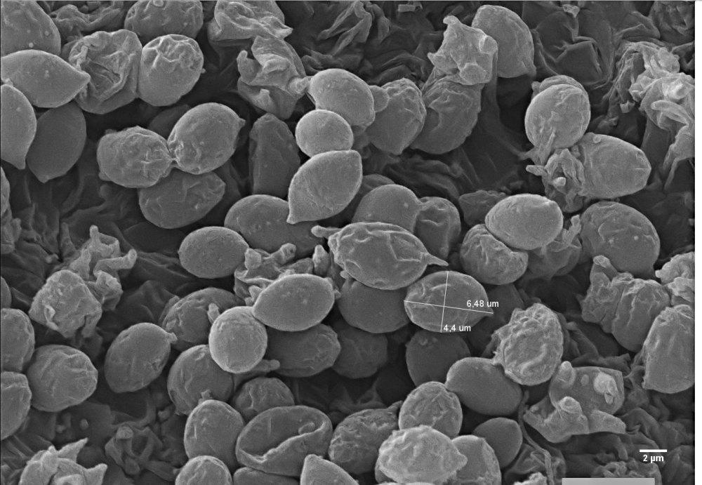 107009043_2729878663910979_3533600361964885784_o