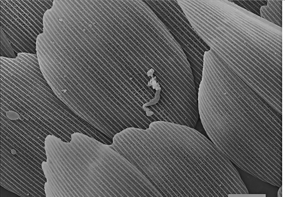 107223183_2729413053957540_4481631023868780139_o