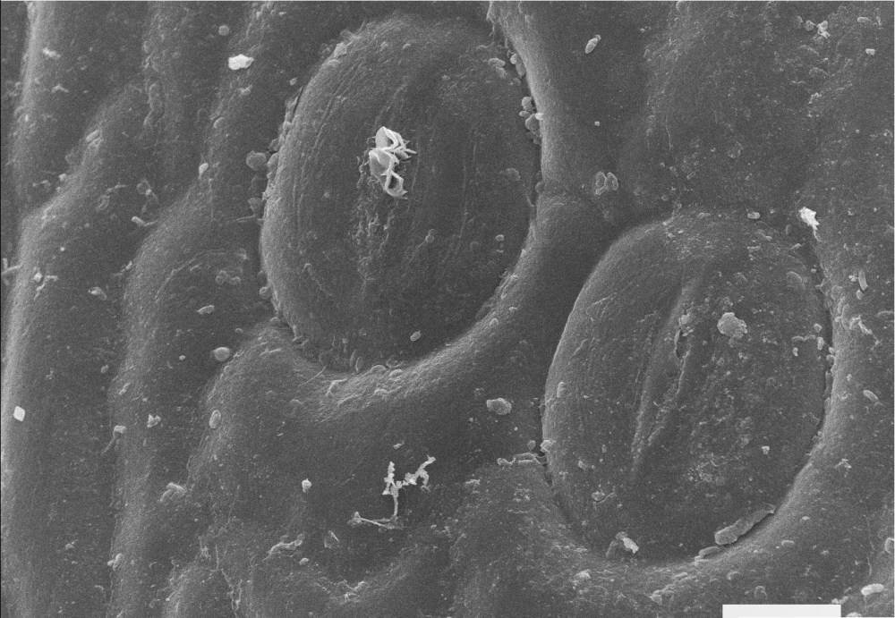 51300698_2310339629198220_8086005254526599168_o