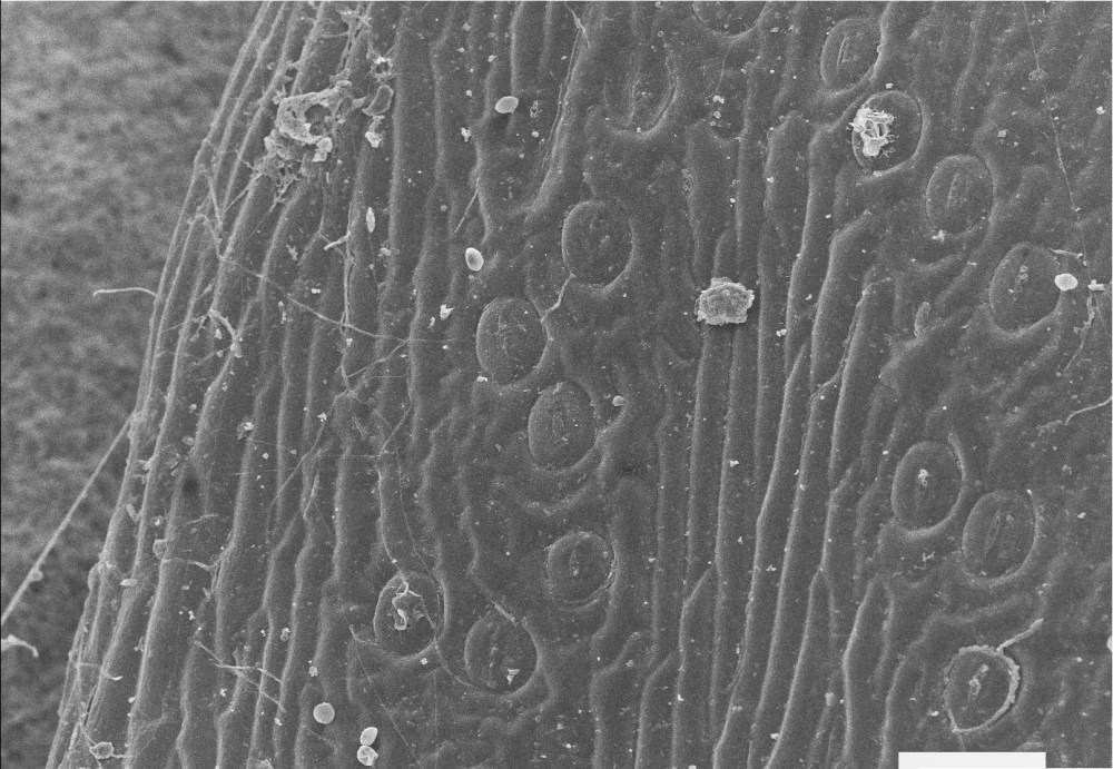 51378863_2310340655864784_7416548624789667840_o