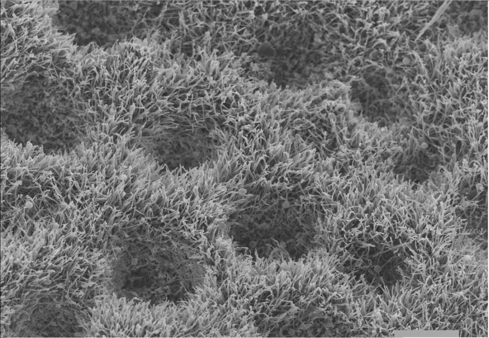 51427889_2314726715426178_1476313240412618752_o