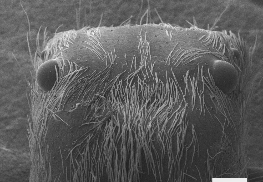 51443352_2310341239198059_8335626245509218304_o