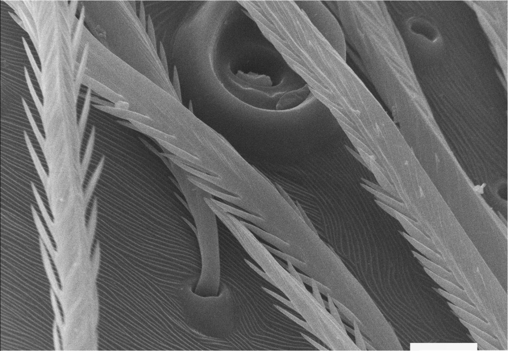 51577555_2310342352531281_8895687738934689792_o