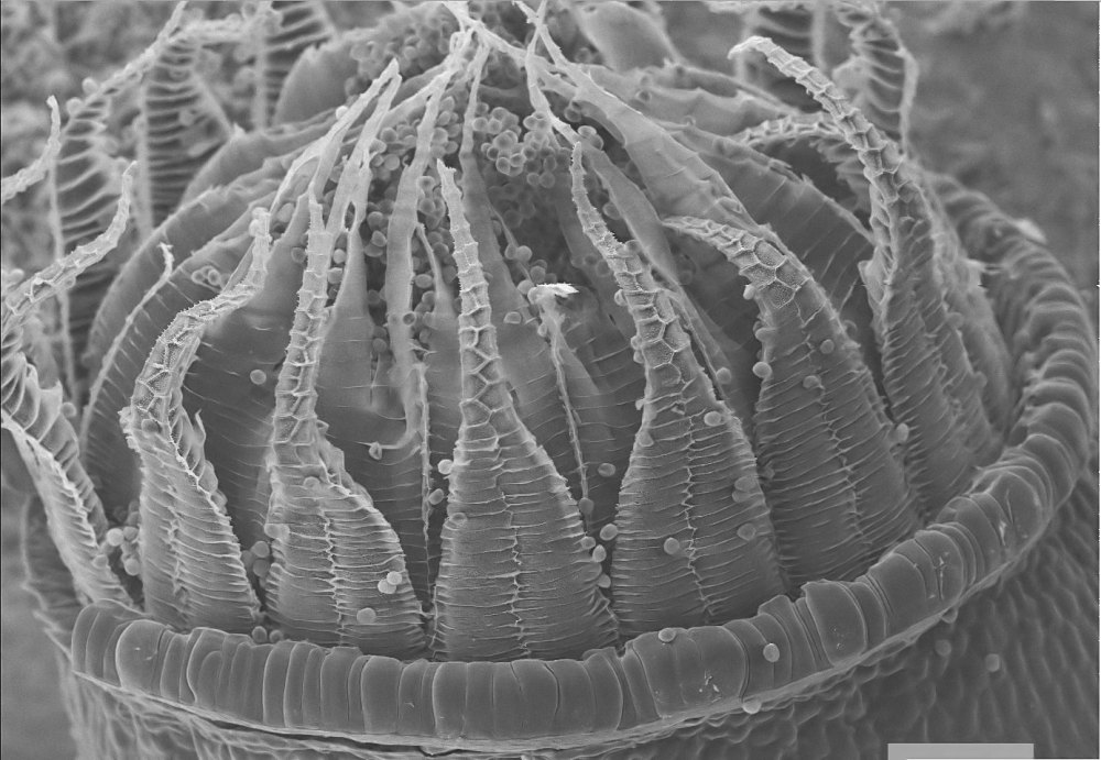 51838908_2315708671994649_5264519879188283392_o