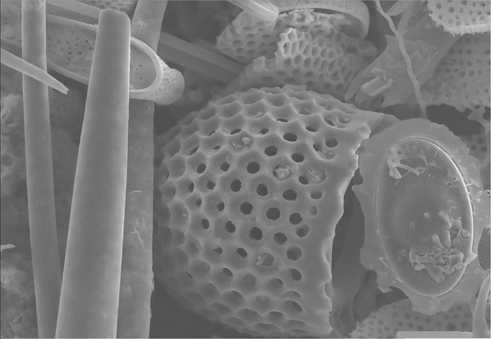 51925991_2316067595292090_8423238712149671936_o