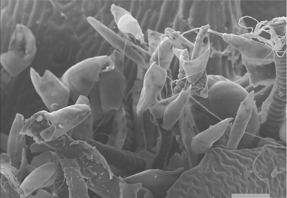 51944579_2315672071998309_3179352113549410304_o