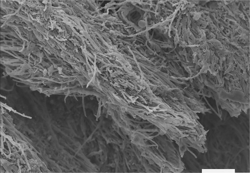 52057131_2316069678625215_8148865910539550720_o