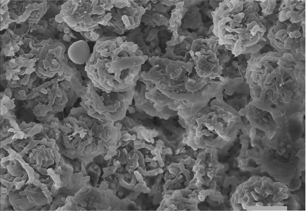 52376469_2316066998625483_2547042351012904960_o