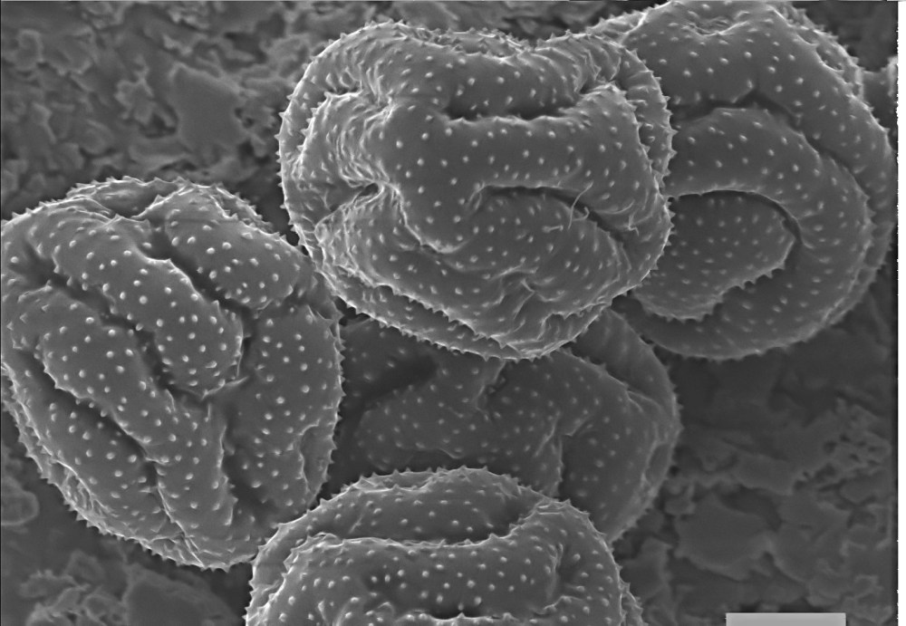 61861793_2389783947920454_8389803529916645376_o