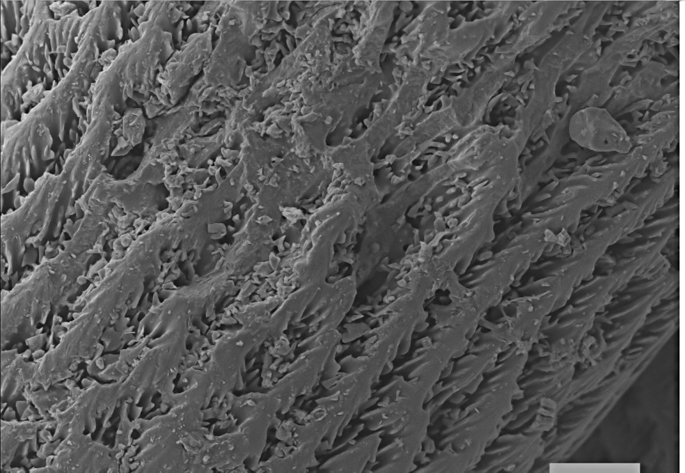 61945165_2389783107920538_3454318531179446272_o