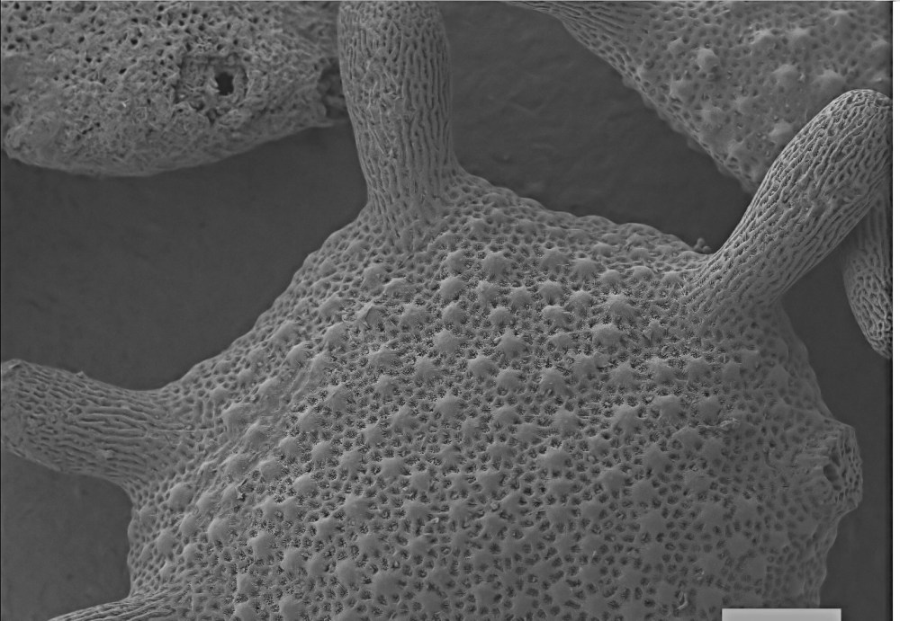 62001536_2389781574587358_6060069301262483456_o