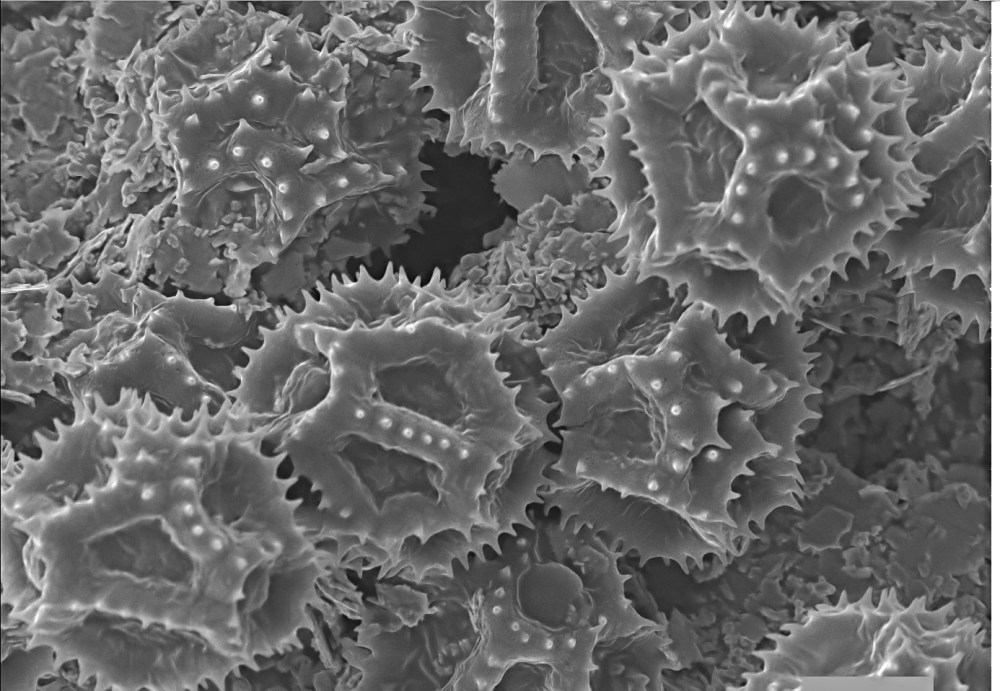 62004603_2389784377920411_3641574827497619456_o