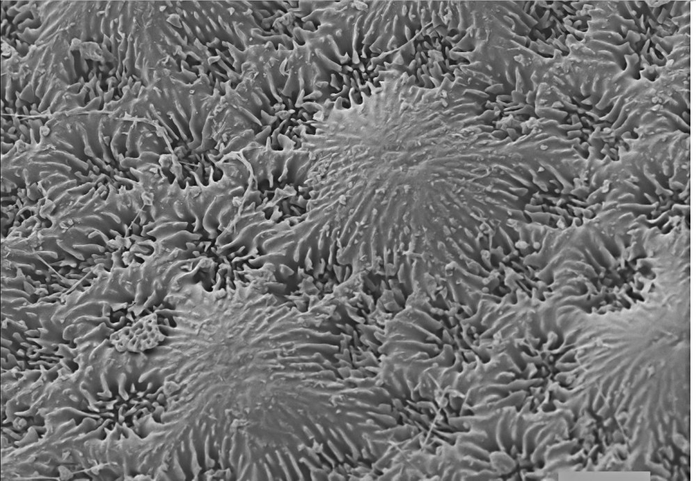 62101127_2389782454587270_6312638216063156224_o