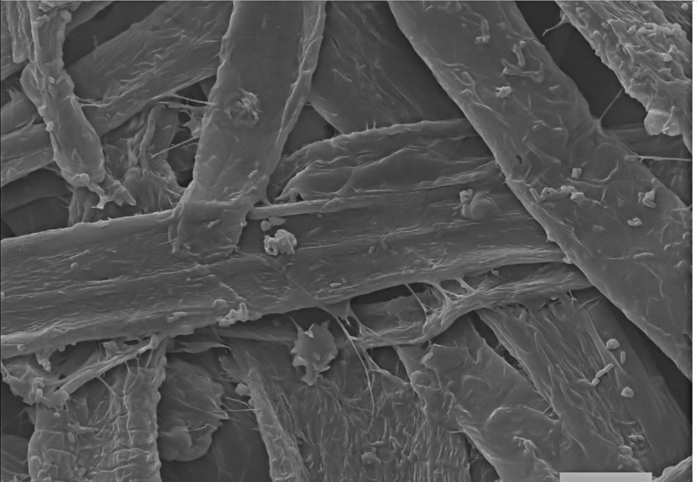 62464767_2390086304556885_5777447963420786688_o