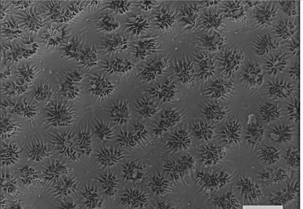 64607831_2401312073434308_4703527146658725888_o