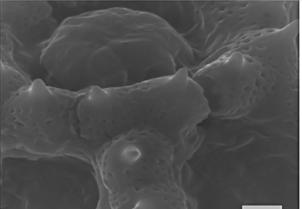 64617167_2401311396767709_2002814400553025536_o