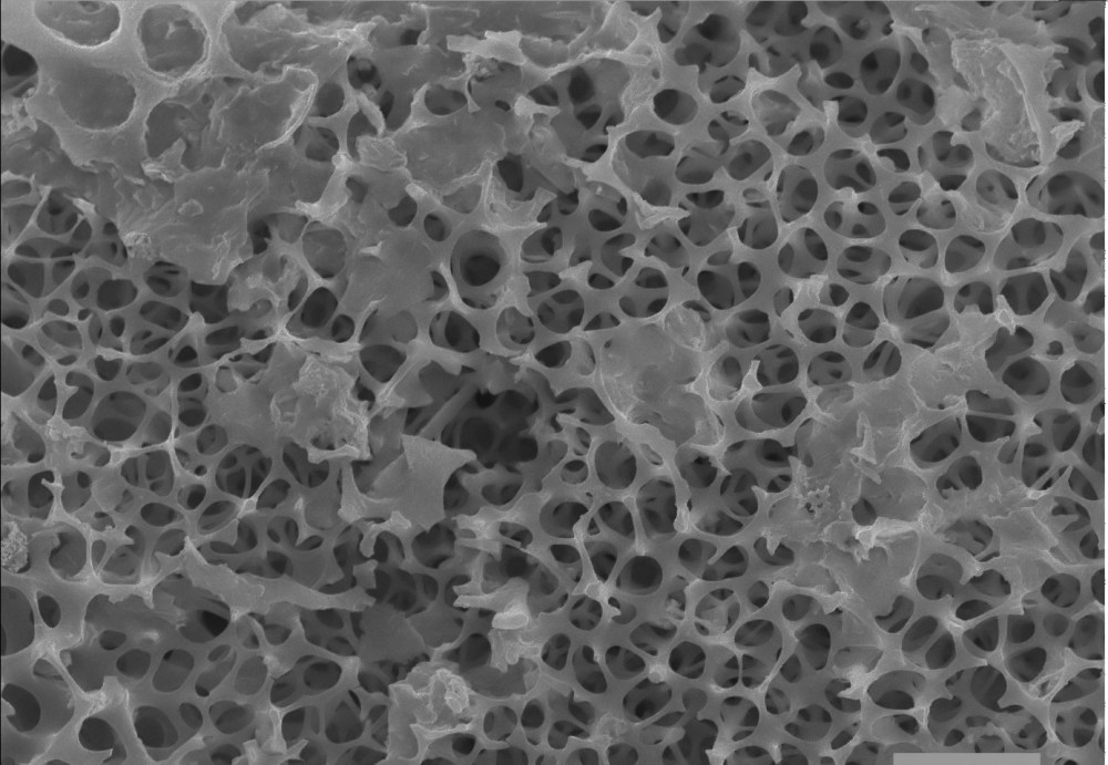 80464100_2561506357414878_8025957454200176640_o