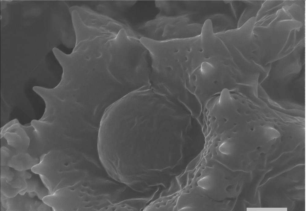 80973752_2563062937259220_5230736589855916032_o