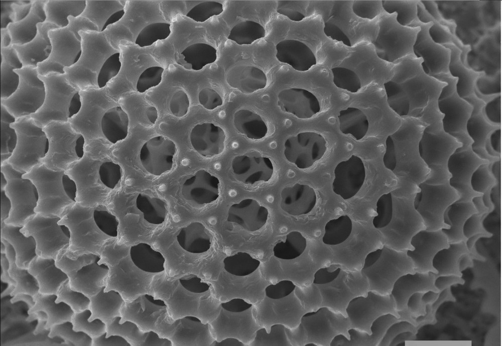 82667615_2576432232588957_2755209563195047936_o