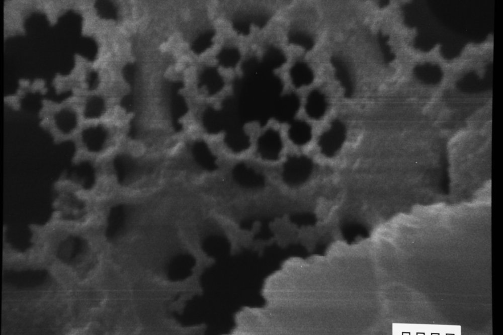 46816809_2259125577652959_162534842519519232_o